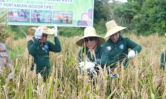 Panen Padi Gogo di Karali, Murung Raya Targetkan Varietas Unggul Lokal 2027